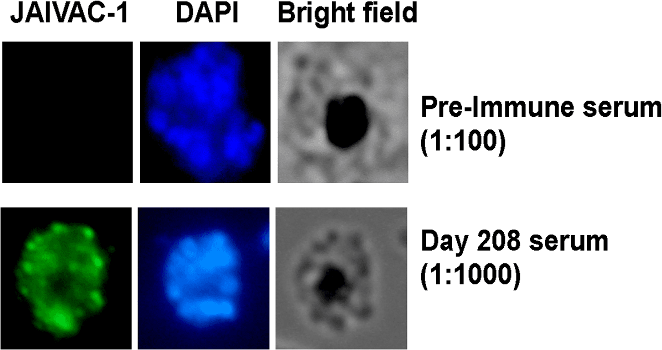 Immunofluorescence microscopy from the PLOS ONE malaria vaccine trial, used with the published correction