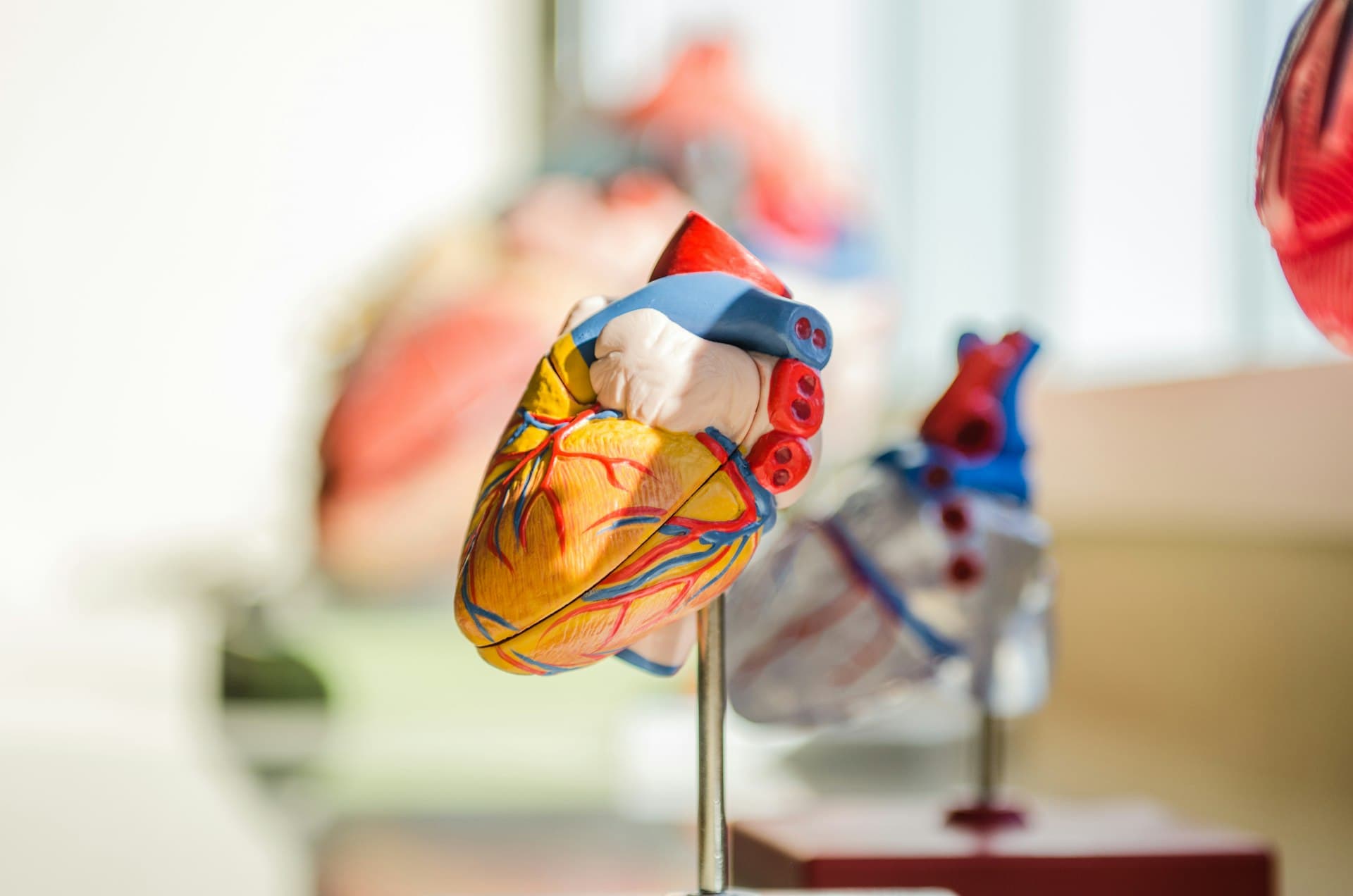 Anatomical models of the human heart used in cardiovascular education